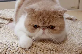 加菲猫这么可爱，为什么养的人那么少？原来是这几点原因图片
