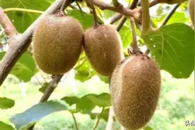 陕西凭什么成为猕猴桃“第一大省”图片