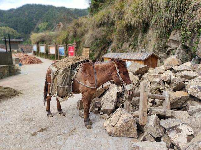 马、驴、骡到底啥关系？骡子为啥无法生育，怀孕必死？有啥说法？