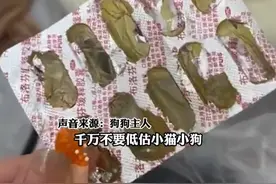 布洛芬太诱人了，小狗偷食主人6颗布洛芬，幸好送医及时无大碍图片