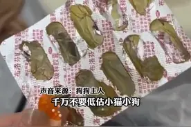 布洛芬太诱人了，小狗偷食主人6颗布洛芬，幸好送医及时无大碍图片