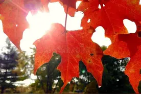 加拿大国家游，科普文化知识图片