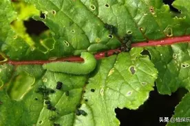 这个杀虫剂，上传下导，持效性长达90天图片