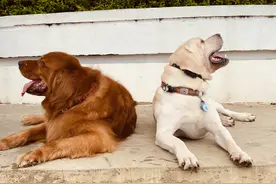 当心海水有“毒”！夏天带狗子去海边游玩的攻略已送到，请查收图片