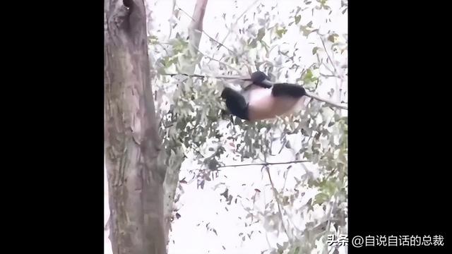 熊猫：真实存在的上古恐惧，为什么只有人类觉得大熊猫很可爱？