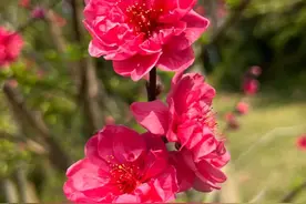 “灼灼其华”的“灼”怎么读？图片