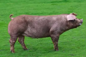 国内常见猪的种类，有些特能生，有些特能长，你都认识吗？图片