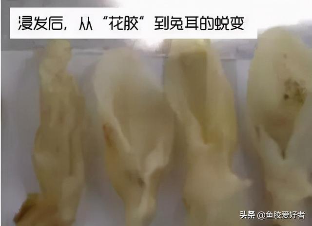 花胶可以吃进肚子吗 花胶可以吃进肚子吗视频