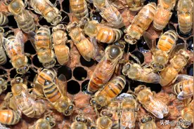 蜂王就是老大吗？并不是。蜜蜂里隐藏的真正老大是谁？图片