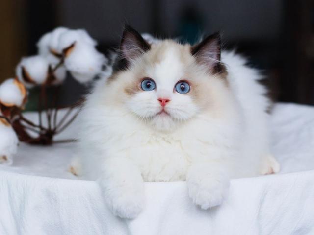 宠物猫的品种(养猫买什么品种过来人建议认准这5款) - 经验百科大全