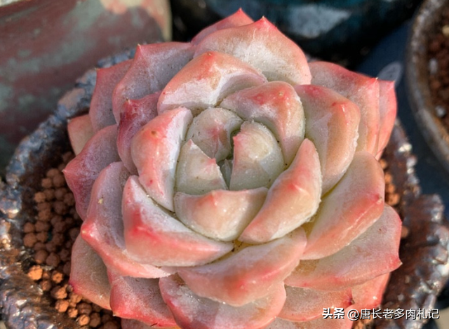 多肉植物图鉴劳伦斯(1200种多肉植物图鉴大全)-措必培