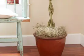 家里的盆栽养着养着叶子发黄是怎么回事？这几种措施对症救治图片