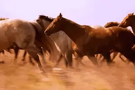 世界名马之‖汗血宝马传奇图片