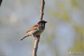 一次掏麻雀的恐怖经历图片