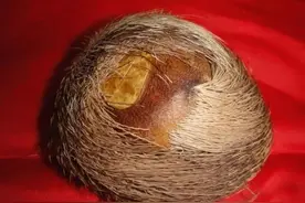 中药功效大全:开窍药图片