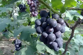 最受欢迎的三个品种，巨峰、阳光玫瑰、夏黑哪个最有前景？图片