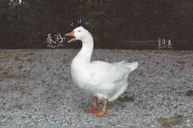 窦靖童的《春游》，独立音乐可以承受之可爱有趣图片