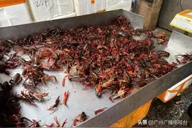 集中上市！“小龙虾自由”来了！今年价格怎么样？图片