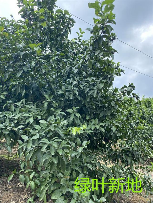 妗傛灄绉嶆鏈嬪弸绉扮敤鈥滅豢鍙舵柊鍦版妧鏈€濊兘淇冭姳淇濆収鑶涙灉锛岃繕娌℃湁鐣稿舰鏋? onerror=