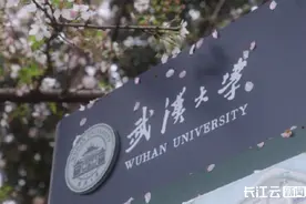 一夜的风雨后，武汉樱花继续绽放！网友：雨后樱花更美了！图片