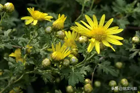三种野生小菊花：甘菊、野菊、委陵菊图片
