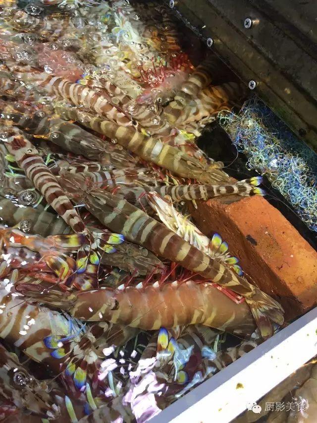 花胶选几级的 花胶等级顺序鱼胶排名大全