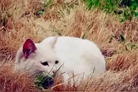 猫咪“临终时”为什么要离开家？背后有这些原因图片