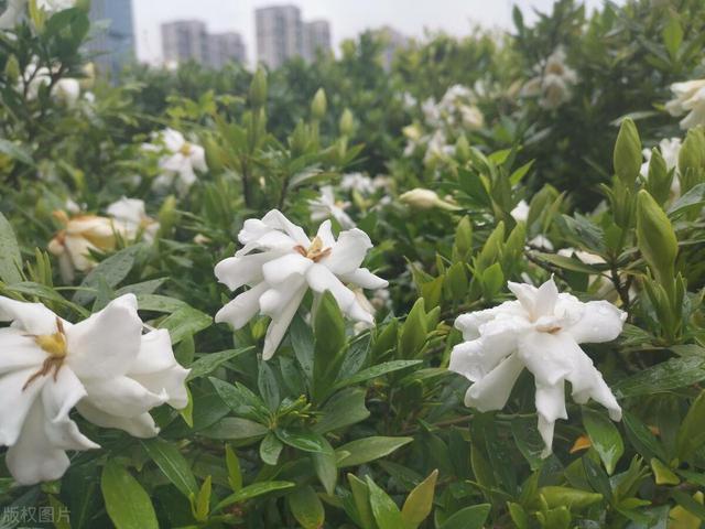 栀子花满树都是香喷喷的花朵，叶子居然是黄的咋办？