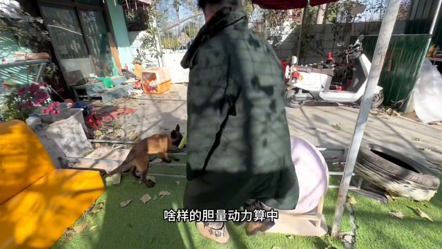 小伙说透网络卖狗骗局，传递正能量#纯种马犬
