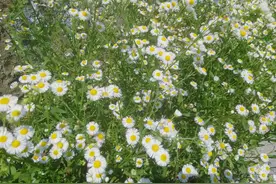 女人这么做，说明她想你了，希望你主动去找她图片