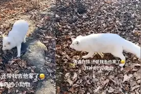 男子投喂白狐后被引见给同伴，真是奇遇！难道前世有未了之缘？图片