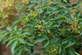 花椒树可以扦插吗？图片