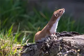 动物成精：1997年男子山间遇黄鼠狼“讨封”，此事是真是假？图片