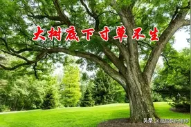 大树底下 寸草不生图片
