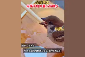 重庆高温致小鸟中暑站不稳，男生用筷子喂水：喂了六七分钟，缓过来就飞走了图片