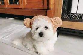 犬瘟神经症状、神经性犬瘟怎么治疗？干货总结，看这一篇就够了图片