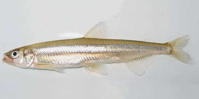 榛戦緳姹熼奔绫讳箣鈥滀笁鍗佷簩鏉傞奔鈥濆浘璋? onerror=