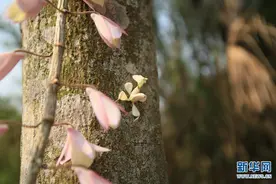 罕见！云南宁洱首次拍摄到兰花螳螂图片