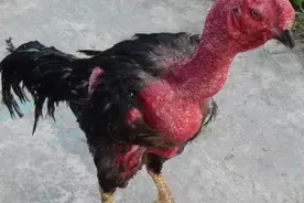 越南鬼子斗鸡图片