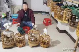 36人被警方控制！148只野生动物获救！柳州警方雷霆出击打掉非法售卖野生动物团伙图片