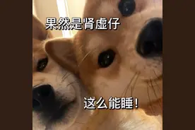 可爱聊天表情包图片