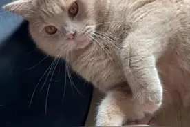 打工人低成本治疗猫传腹，千万不要放弃图片