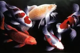 养观赏鱼需不需要加盐？为什么加盐？什么时候加盐？加多少合适图片