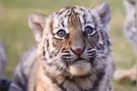 高龄老太误把虎崽当猫养，闹饥荒全家挨饿时，虎崽助她一家渡难关图片