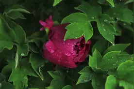 人到中年，越来越富贵的女人，具有这些特质图片