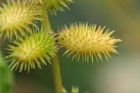 有着食用2千年的历史，如今已成农田害草，却不知其价值图片