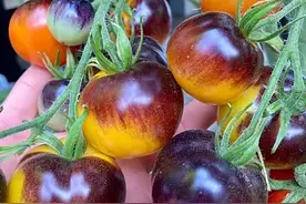 被誉为蔬菜防冻“紧身衣”的植物防冻抗寒剂有哪些“特殊”功效图片