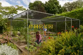 学学国外，院子里搭个纱网房，蔬菜水果随便种，拿来养鸡也没问题图片
