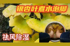 银杏叶能直接泡水喝吗？煮水泡脚能祛风除湿，可别摘错了图片