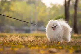 致死率高达90%的恶性病，犬瘟有哪些症状？幼犬高发图片